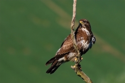 Káně lesní  ( Buteo buteo )