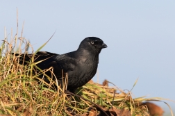 Kavka obecná  ( Corvus monedula )