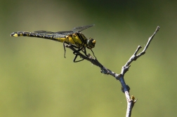 Klínatka obecná  (Gomphus  vulgatissimus )