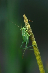 Kobylka zelená ( Tettigonia viridissima )