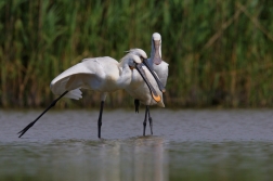 Kolpík bílý  ( Platalea leucorodia )