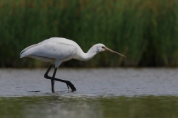 Kolpík bílý  ( Platalea leucorodia )