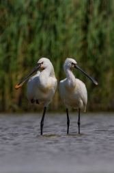 Kolpík bílý  ( Platalea leucorodia )