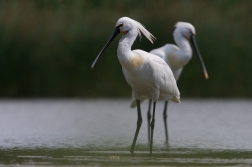 Kolpík bílý  ( Platalea leucorodia )