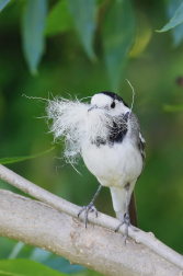 Konipas bílý  ( Motacilla alba )