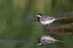 Konipas bílý ( Motacilla alba )