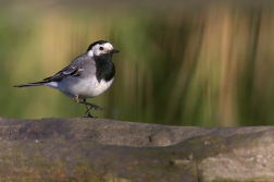 Konipas bílý ( Motacilla alba )