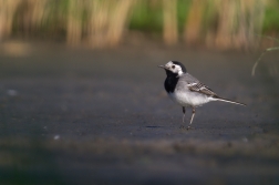 Konipas bílý ( Motacilla alba )