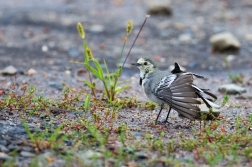 Konipas bílý  ( Motacilla alba )