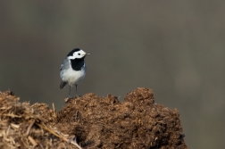 Konipas bílý  ( Motacilla alba )