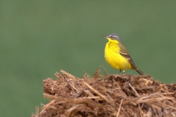 Konipas luční ( Motacilla flava )