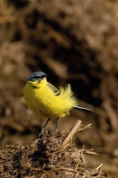 Konipas luční  (  Motacilla flava )