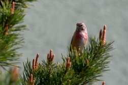 Konoopka obecná ( Carduelis cannabina )