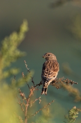 Konopka obecná  ( Carduelis cannabina )