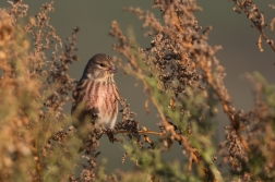 Konopka obecná  ( Carduelis cannabina )