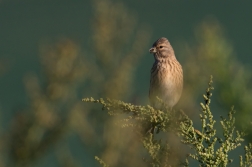 Konopka obecná  ( Carduelis cannabina )