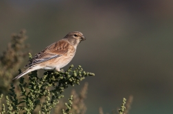 Konopka obecná  ( Carduelis cannabina )