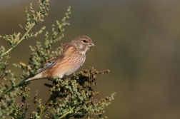 Konopka obecná  ( Carduelis cannabina )