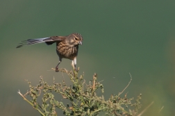 Konopka obecná  ( Carduelis cannabina )