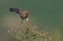 Konopka obecná  ( Carduelis cannabina )