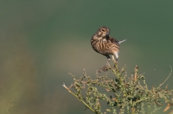 Konopka obecná  ( Carduelis cannabina )