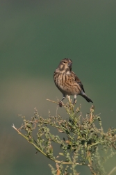 Konopka obecná  ( Carduelis cannabina )