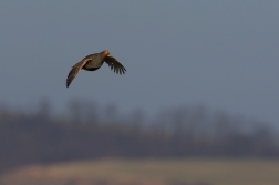 Koroptev polní  (  Perdix perdix )