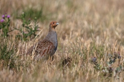 Koroptev polní  ( Perdix perdix )