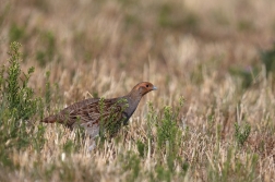 Koroptev polní  ( Perdix perdix )