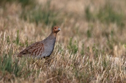 Koroptev polní  ( Perdix perdix )