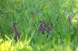 Koroptev polní  ( Perdix perdix )