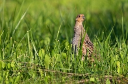 Koroptev polní  ( Perdix perdix )