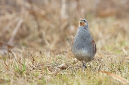 Koroptev polní  ( Perdix perdix )
