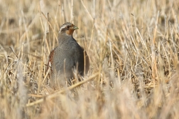 Koroptev polní  ( Perdix perdix )