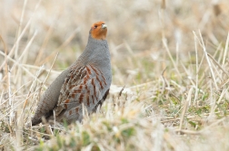 Koroptev polní  ( Perdix perdix )