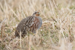 Koroptev polní  ( Perdix perdix )