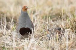 Koroptev polní  ( Perdix perdix )