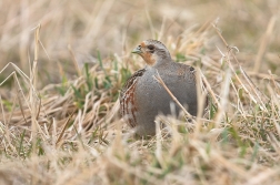 Koroptev polní  ( Perdix perdix )