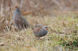 Koroptev polní  ( Perdix perdix )