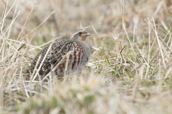 Koroptev polní  ( Perdix perdix )