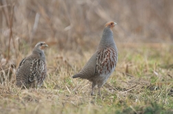 Koroptev polní  ( Perdix perdix )