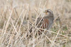 Koroptev polní  ( Perdix perdix )