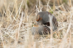 Koroptev polní  ( Perdix perdix )