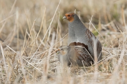 Koroptev polní  ( Perdix perdix )