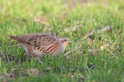 Koroptev polní  ( Perdix perdix )