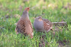 Koroptev polní  ( Perdix perdix )
