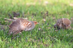 Koroptev polní  ( Perdix perdix )
