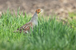 Koroptev polní  ( Perdix perdix )