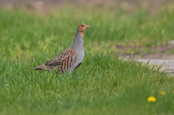 Koroptev polní  ( Perdix perdix )