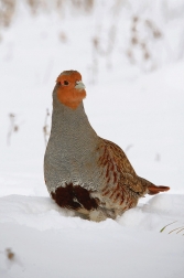 Koroptev polní ( Perdix perdix )